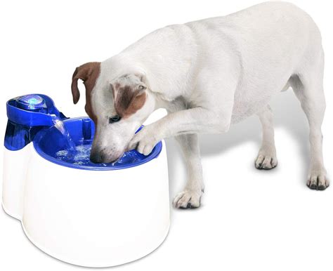 13 Best Automatic Dog Water Dispenser for 2024 | Storables