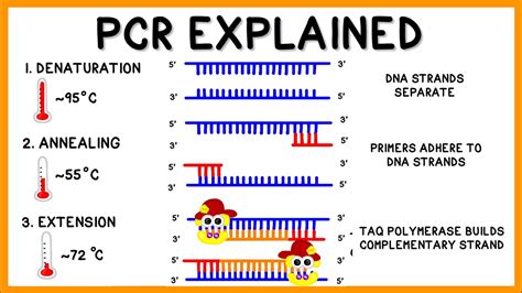 PCR (Polymerase Chain Reaction) Explained - YouTube