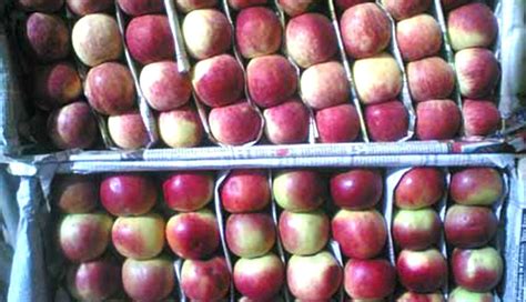 High-density apple varieties fetch double the rates for growers in ...