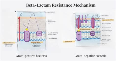 Beta-Lactam Antibiotics: Mechanism of Action, Resistance – Microbe Online