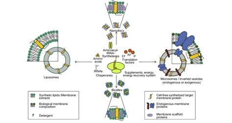 Cell-free synthesis of membrane proteins in presence of different lipid ...