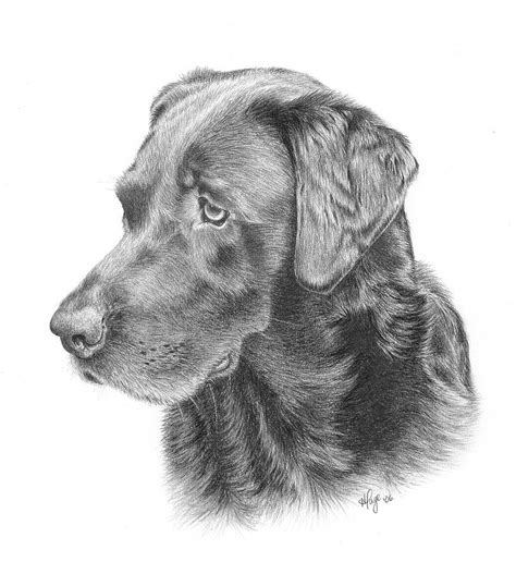 Labrador Retriever Sketch - Drawing Skill