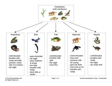 Chart vertebrates