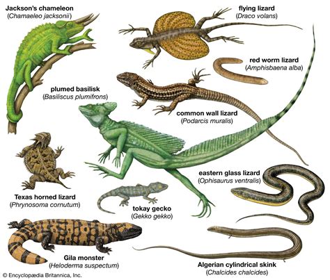 Lizard | Definition, Types, Characteristics, Classification, & Facts ...