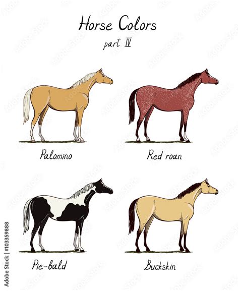 Vettoriale Stock Set of horse color chart on white. Equine coat colors ...