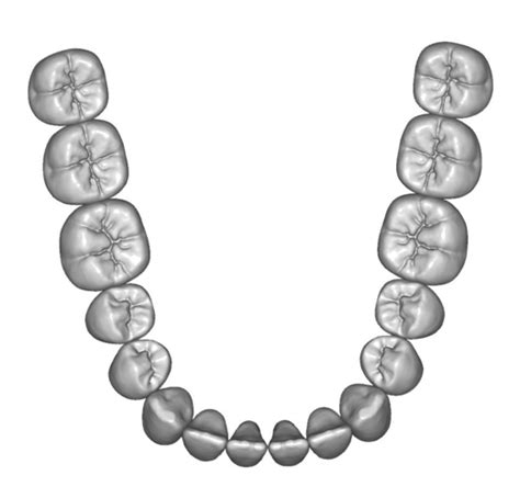 3D Printed Teeth anatomy and morphology (upper and lower jaw) by ...