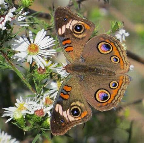 Las 34 Mariposas Más Bellas Del Mundo | Naturaleza