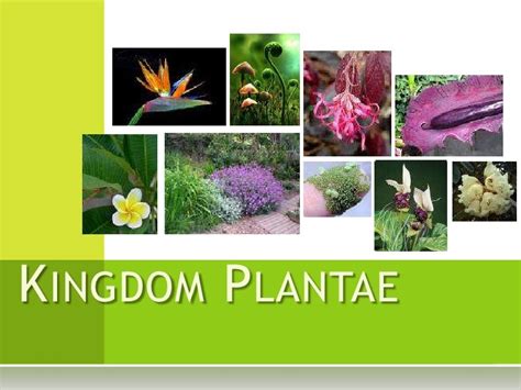 Images Of Kingdom Plantae