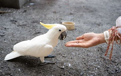 Just How Often Should A Parrot Eat? (What You Need To Know About ...