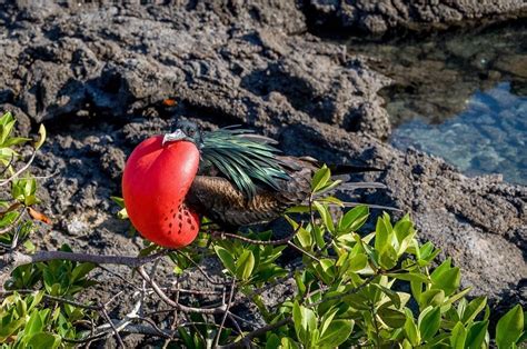 Galapagos Animals | 28 Most Unique Species to See - Travel Addicts