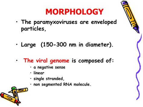 PPT - Paramyxoviridae PowerPoint Presentation, free download - ID:1174456