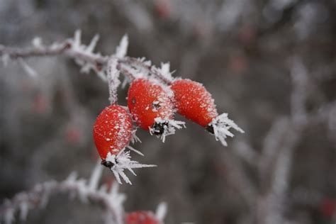 Winter Rose Protection in Kearney – R&S Landscape