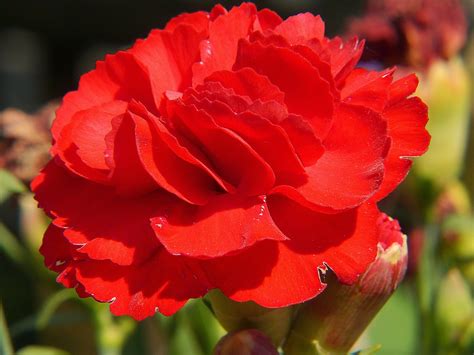 200+ Free Red Carnation & Carnation Images - Pixabay