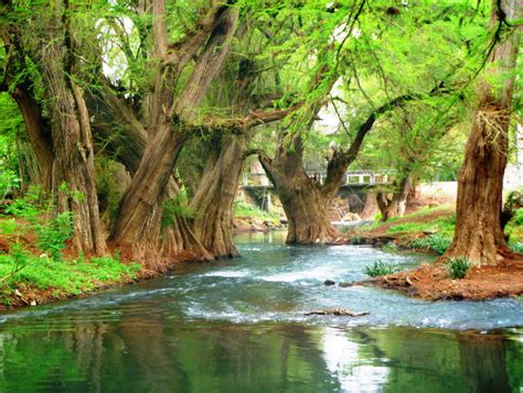 EstiloDF » El bosque de Ahuehuetes más grande de México | Ahuehuete ...