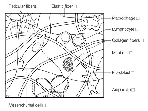 Loose Connective Tissue | Histology Coloring Book