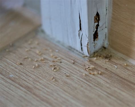 Signs of a Termite Infestation In Dallas TX | Willis Exterminating