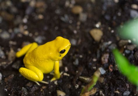 Golden Poison Frog | Smithsonian Institution