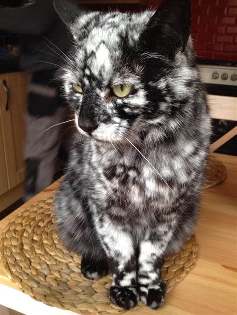 18 cats with the most unique fur patterns