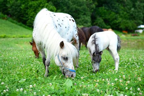 Plant Some Wellness in Your Pasture for Healthier Farm Animals