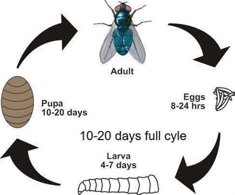 Bluebottle Fly: The Truth About Their Sources - Rose Pest