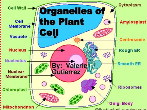 Organelles of the Plant Cell pic 1 : Biological Science Picture ...