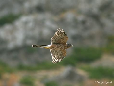 Cooper’s Hawk Fact Sheet – HawkWatch International