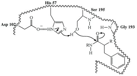 Illustrated Glossary of Organic Chemistry - Serine protease