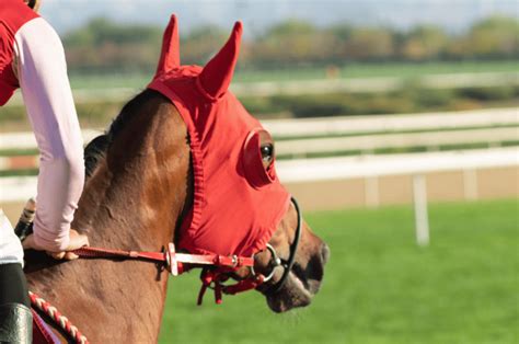 Why Do Horses Wear Blinders? Top Reasons Explained