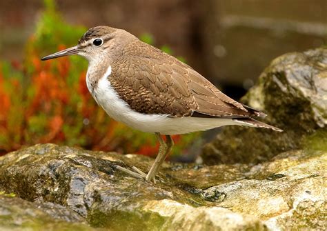 Common Sandpiper by David Davis - BirdGuides