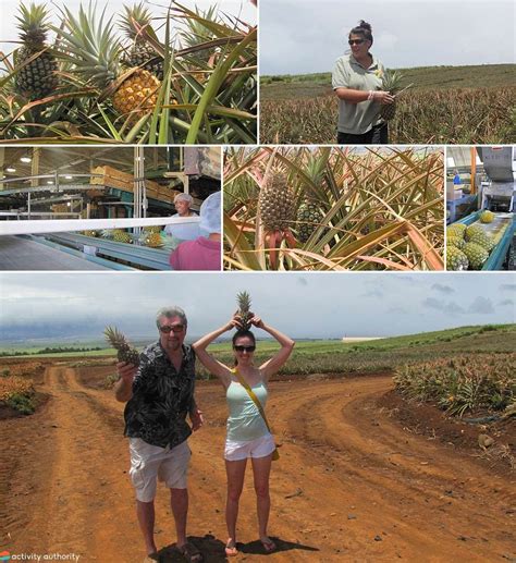 Maui Pineapple Tour - The Best Pineapple Farm Tour