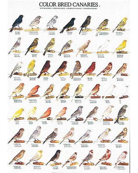 Canary Color Bred Identification Poster Part 1 By Van Keulen | Canary ...