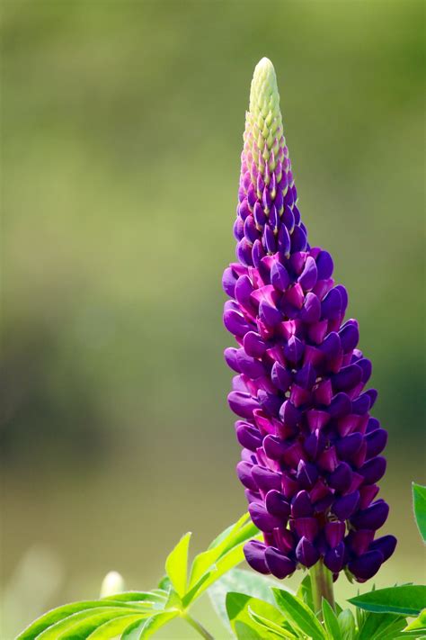 Purple Lupine Flower // slumberous-stills - Pervasive Perspectives