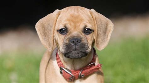 Puggle - Price, Temperament, Life span