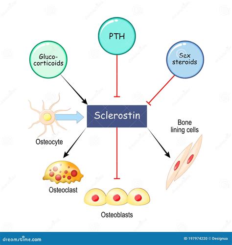 Sclerostin and Bone Formation. Osteoblasts, Osteocytes, and Osteoclasts ...