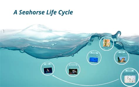 A Seahorse Life Cycle: Father Knows Best! by priscila santos on Prezi