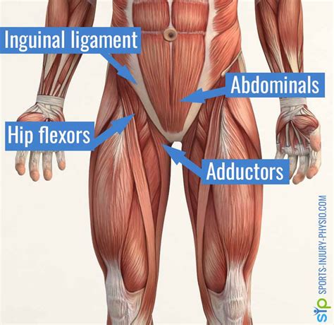 The 5 steps to treating groin injuries | Sports Injury Physio