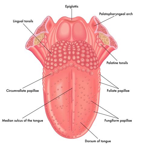 Lengua (Características, concepto y estructura)