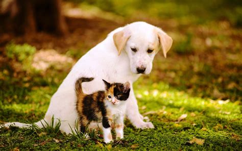 Puppies and Cats Wallpapers - Top Free Puppies and Cats Backgrounds ...