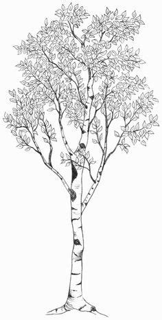 aspen tree drawing - Google Search | Birch tree tattoos, Aspen trees ...