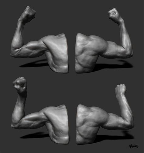 Twisting and flexing arms. Week 3 of Scott eaton´s Digital Figure ...