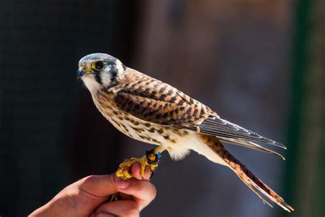 Florida Birds of Prey (20 Species with Pictures) - Birdwatching Tips