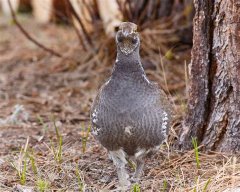 120+ Blue Grouse Stock Photos, Pictures & Royalty-Free Images - iStock