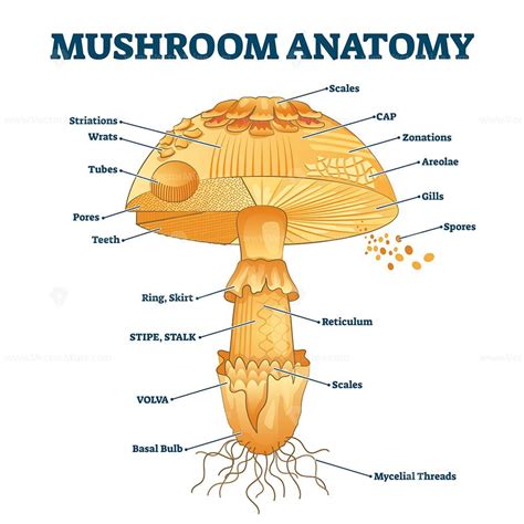 Mushroom anatomy labeled biology diagram vector illustration - VectorMine