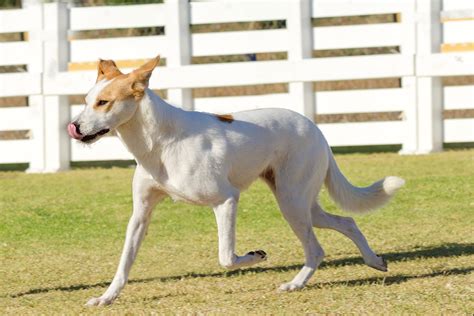 Canaan Dog - cena, szczeniaki, hodowla - PetPortal.pl