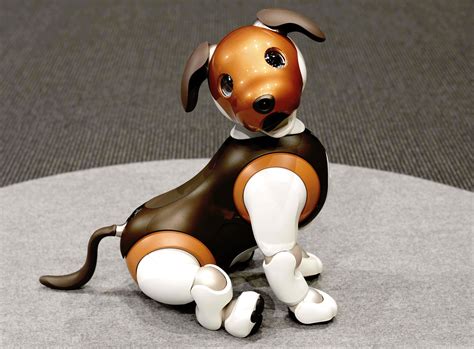 Robot Dogs Can Help Seniors Cope—Especially During Covid – SuccessDigest