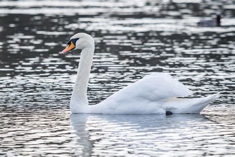 Swan Species List