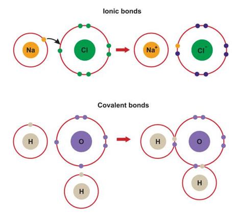 Ionic Bond Examples | Biology Dictionary