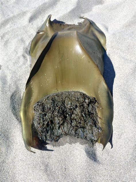 Skate egg casings washing ashore | Life | chinookobserver.com