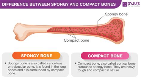 Difference Between Spongy and Compact Bones - Spongy vs Compact