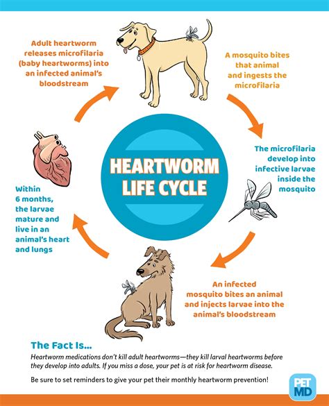 Understanding the Flea Life Cycle | PetMD